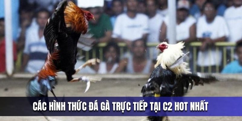 cac-hinh-thuc-da-ga-truc-tiep-tai-c2-hot-nhat