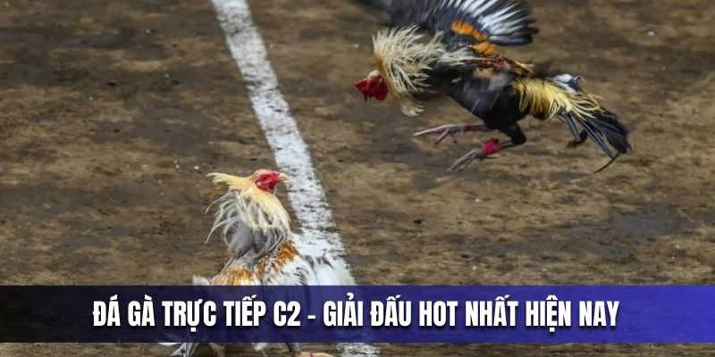da-ga-truc-tiep-c2