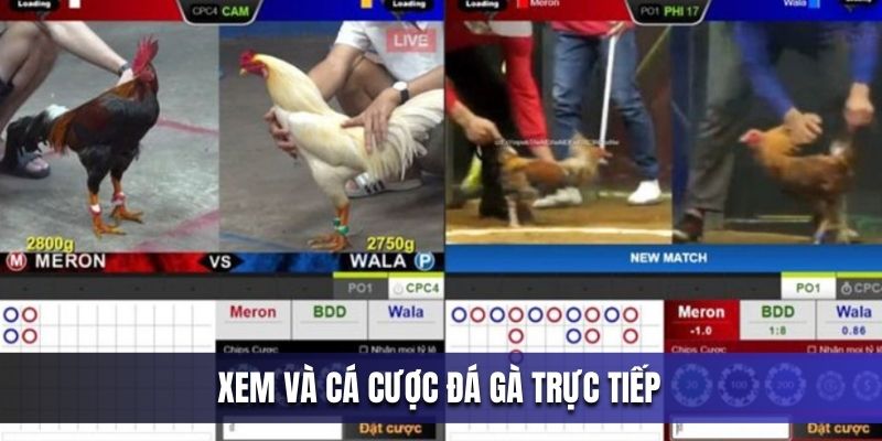 xem-va-ca-cuoc-da-ga-truc-tiep